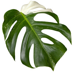 monstera  variegata plant single leaf isolated, philodendron © chbsc
