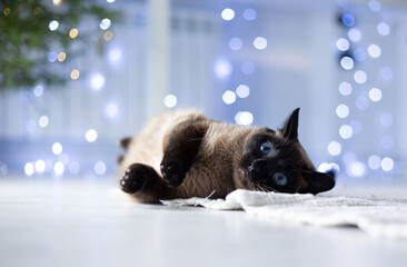 Siamese cute cat laying down with bokeh sparkly background