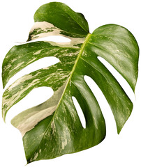 monstera variegata plant,  single variegated leaf isolated, philodendron