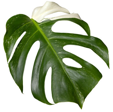 monstera  variegata plant single leaf isolated, philodendron