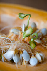 Sprouting pumpkin seeds and fibrous strands within cut pumpkin. Close-up