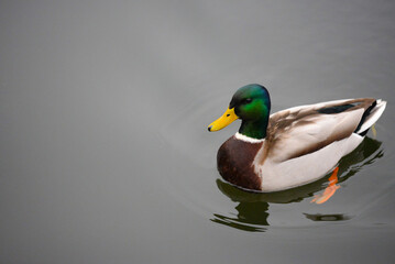 Duck floating on a still river