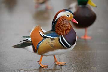Mandarin duck strutting in the park