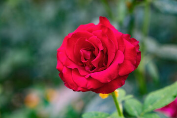 Elegant red blooming rose in the garden.