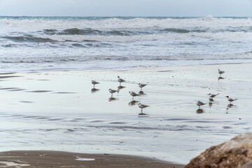 Group of seagulls on the wet sand of the beach, with the sea in the background