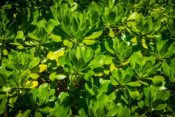 Fototapeta na wymiar llicium floridanum Florida anise tree