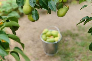 Selective focus on branches with hanging green pears over blurred bucket with fresh harvested fruits