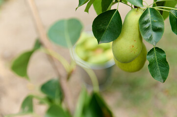 Selective focus on hanging pears on the branches in orchard. Copy space for ads