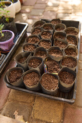 Top view of pot with fertilized black soil for sowing. Gardening. Agriculture. Eco farming