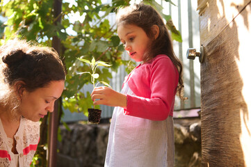Little girl holds germinated saplingsvvwith soiled roots in dirt while helps her mom on plantingvseedling in open ground