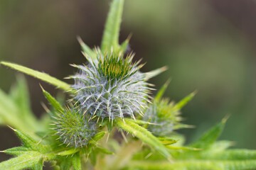 Close up of an unopened thistle flower head. Cirsium. Selective focus. Areas out of focus.