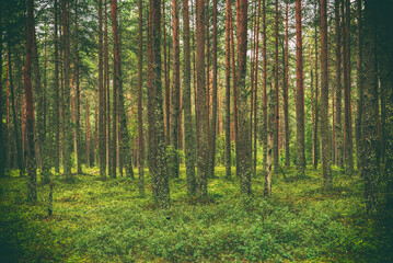 Dark pine forest