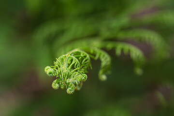 A close up shot of a growing fern in the forest.  Vertical image. Selective focus. Areas out of focus.