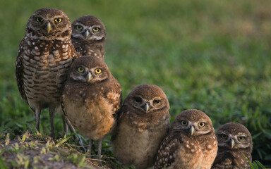 Burrowing Owls