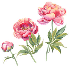 Pink peony floral set. Watercolor illustration isolated on white background. - 564763857