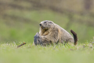 Marmots (Marmota marmota) fighting on a green apine meadow, Alpine marmots in playful attitude. Italian Alps. April