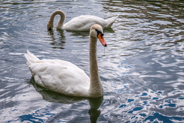Fototapeta premium Two graceful white swans swim in the dark water.