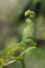 Detail of a growing fern in the forest. It has curled brochures.  Vertical image. Selective focus. Areas out of focus.