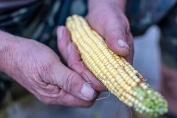 Young corn in the hands of an old man. The problem of hunger.