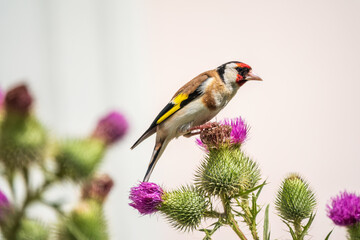 European goldfinch, feeding on the seeds of thistles. Carduelis carduelis.