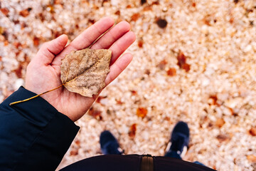 Hand of a caucasian man holding a dry leaf in autumn season.