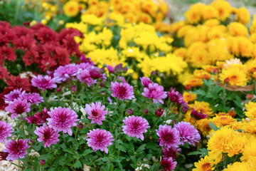 Fresh bright blooming various color chrysanthemums bushes in autumn garden outside in sunny day. Flower background for greeting card, wallpaper, banner, header.