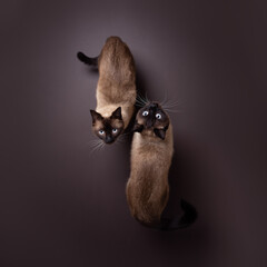top view of two siamese cat twins standing together on brown colored floor looking up at camera curiously