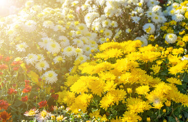 Fototapeta na wymiar Fresh bright blooming various color chrysanthemums bushes in autumn garden outside in sunny day. Flower background for greeting card, wallpaper, banner, header.