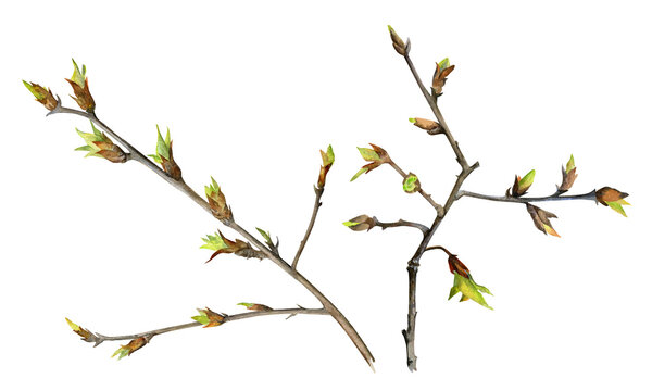 Spring branch with young leaves of boxelder maple