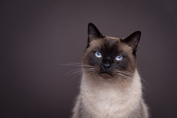 beautiful siamese cat with blue eyes looking at camera. studio portrait on dark brown background...