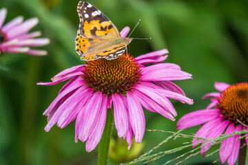 Beautiful butterfly painted lady or Vanessa cardui sitting on purple Echinacea flower in the...