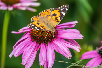 Fototapeta na wymiar Beautiful butterfly painted lady or Vanessa cardui sitting on purple Echinacea flower in the summer. Close up. Macro.