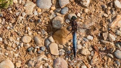 Macro of a black-tailed skimmer, orthetrum cancellatum, dragonfly on a sunny summer day