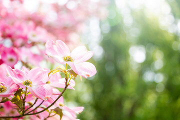 Pink dogwood blossom in springtime
