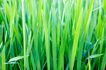 Vibrant green grass background texture