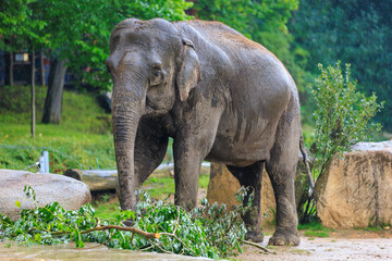 The elephant during the rain. Background with selective focus and copy space