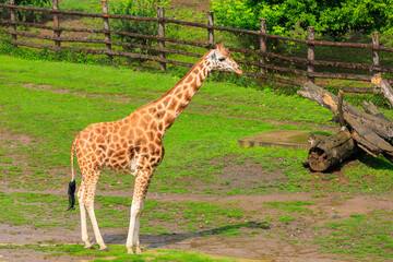 Very beautiful giraffe. Background with selective focus and copy space