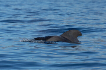 pilot whale swimming through the blue water at the atlantic ocean