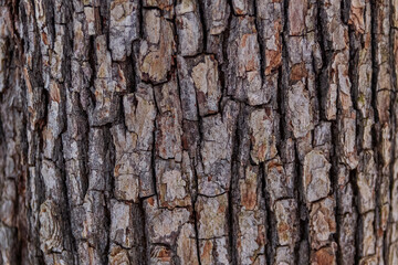 Fototapeta premium Maple Tree Bark Texture Up-Close