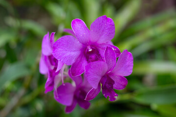 Purple orchid flowers against a background of dark greenery. Beautiful plants in a tropical garden