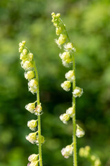 Close up of a bigflower tellima (tellima grandiflower) plant