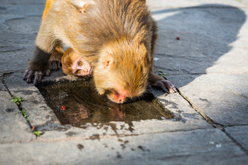 Macaque mother drinking with baby held