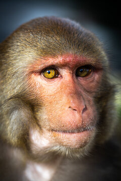 adult monkey portrait