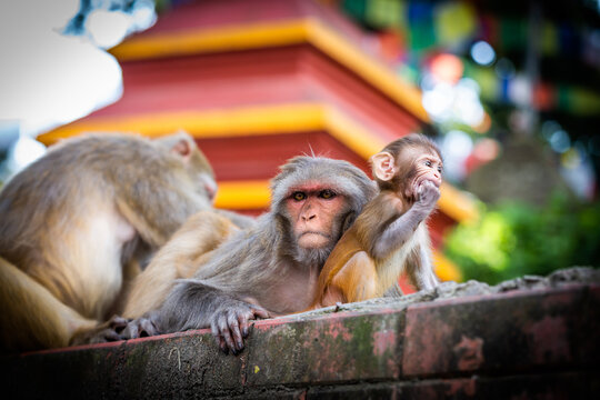 Baby rhesus macaque playing between its parents