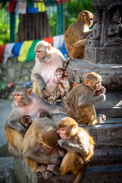 monkey Family 