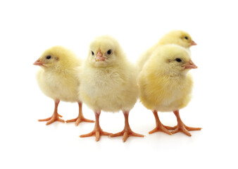 Group yellow little chickens.