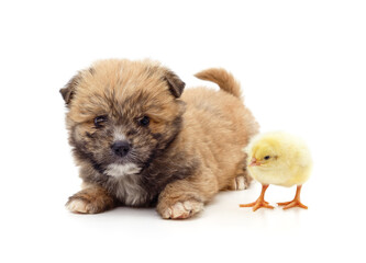 Fototapeta premium Brown puppy and yellow chicken.
