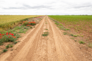 Camino de Madrid - dirt road through agricultural fields of wheat halfway between Wamba and Pe&ntilde;aflor de Hornija, Valladolid, Castile and Leon, Spain