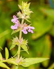 Stachys palustris, marsh woundwort near Bad Griesbach, Bavaria, Germany