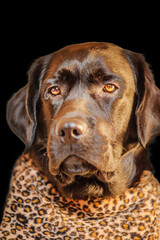 A dog of the Labrador breed in clothes with a leopard print. Portrait of a Labrador retriever junior